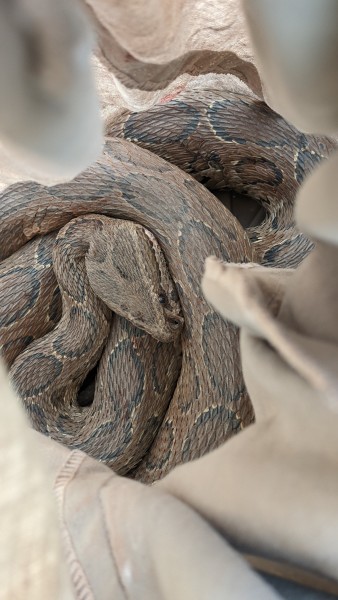 Snakes - Snakes - Buy and Sell Pets in Gujrat