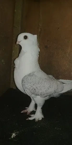 Satinet Female for sale - Bird - Buy and Sell Pets in Rawalpindi