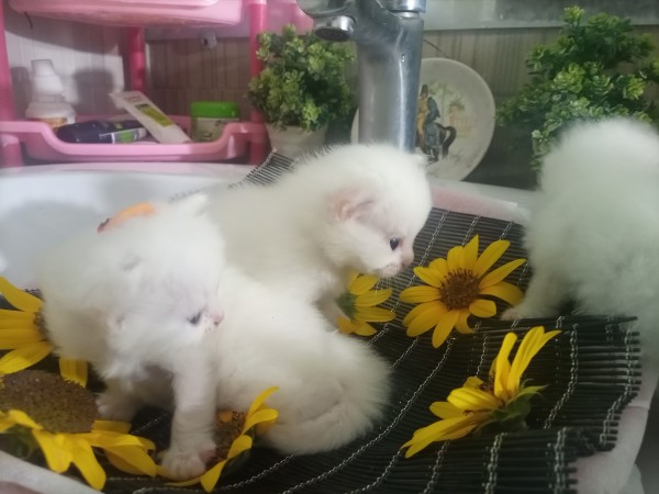 Persian kittens - Cat - Buy and Sell Pets in Lahore