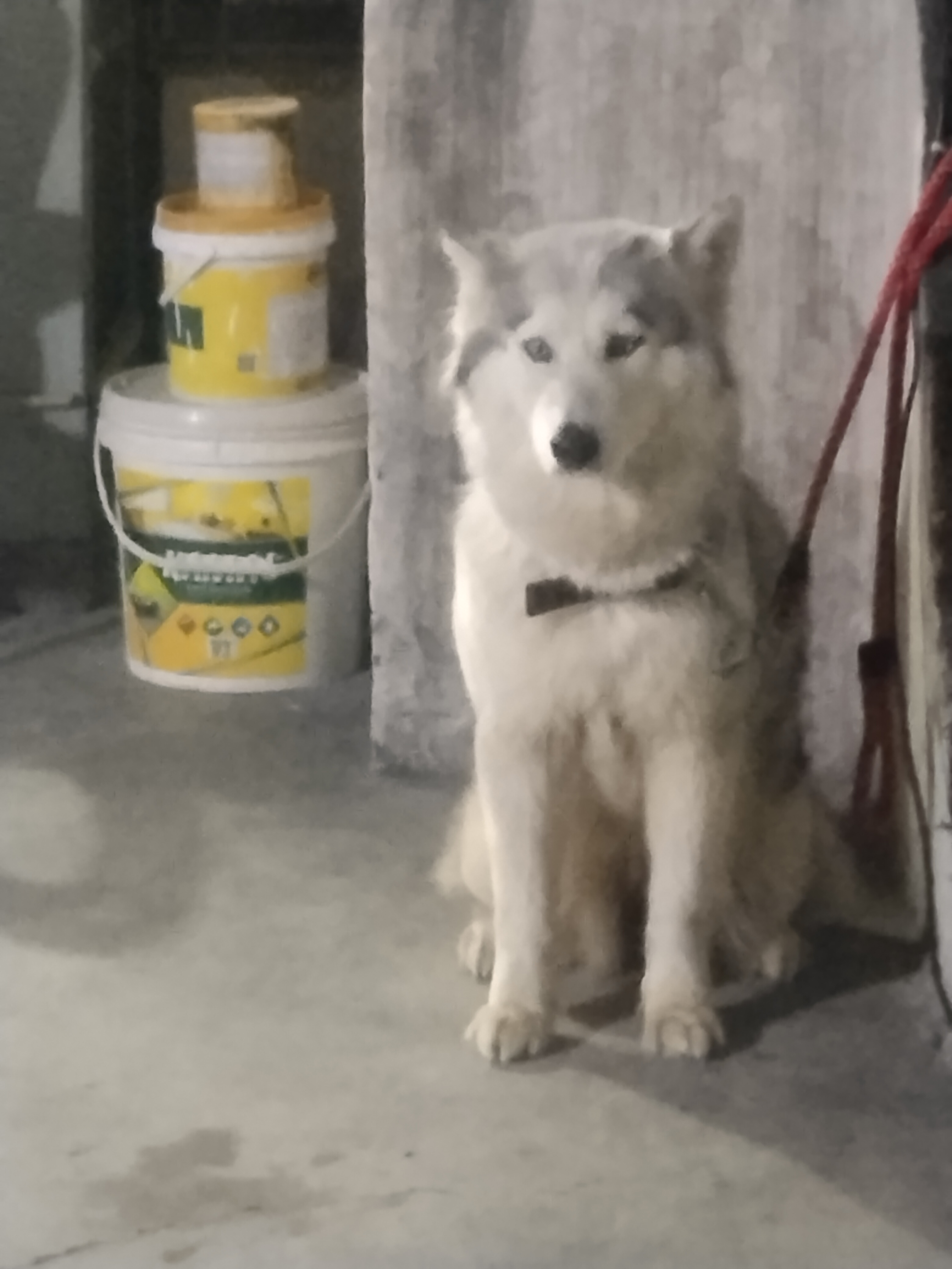 Husky pair - Dog - Buy and Sell Pets in Lahore