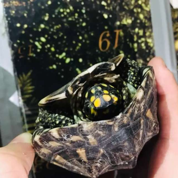 Dragon turtle - Turtles & Tortoise - Buy and Sell Pets in Multan