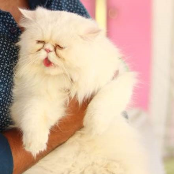 Mavi - Cat - Buy and Sell Pets in Multan