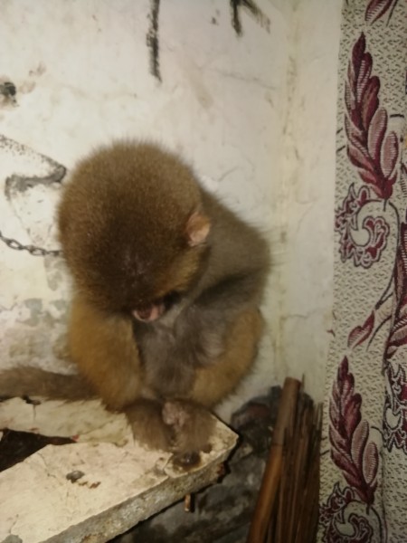 Monkey - Monkey - Buy and Sell Pets in Lahore