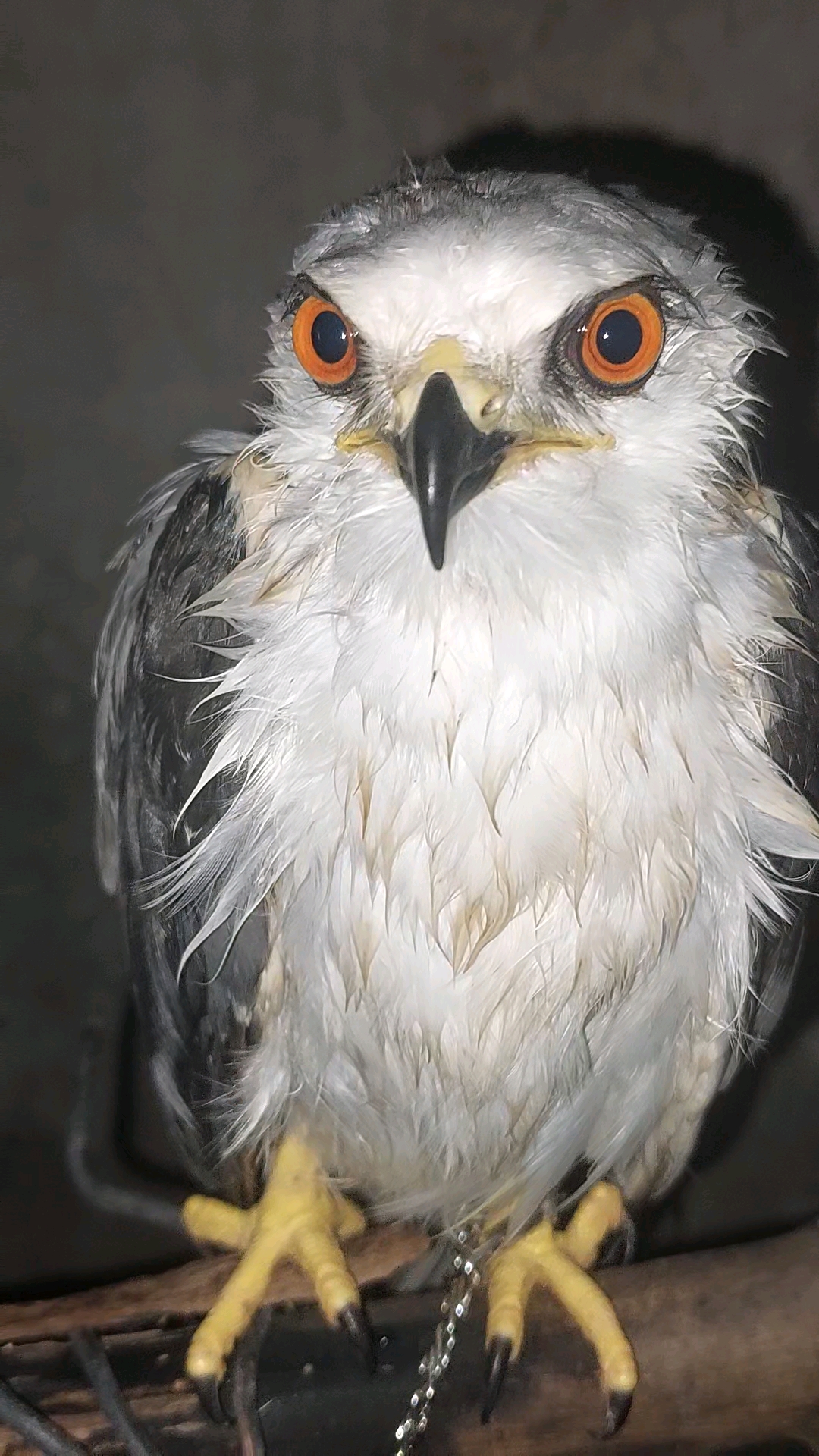 Falcon - Bird - Buy and Sell Pets in Rawalpindi