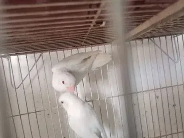 Albino red eyes for sale - Bird - Buy and Sell Pets in Lahore