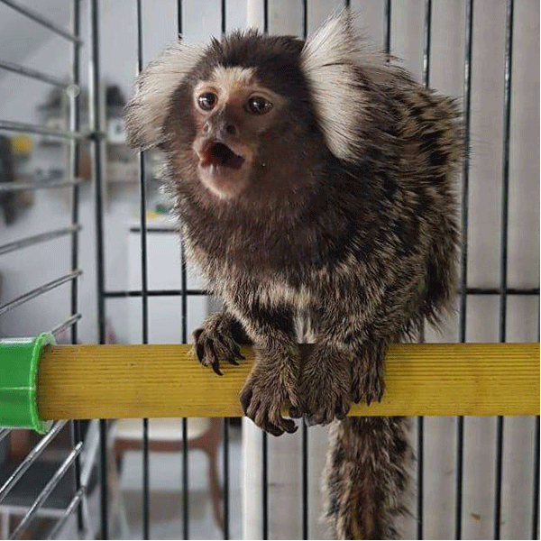 monkey for sale - Monkey - Buy and Sell Pets in Islamabad