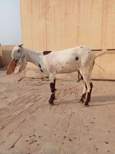 Beetal Path Kheri - Goat & Lamb - Buy and Sell Pets in Multan