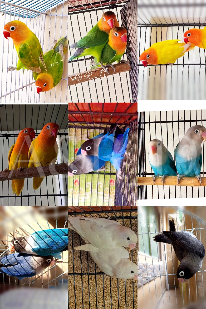 Love Birds - Bird - Buy and Sell Pets in Rawalpindi