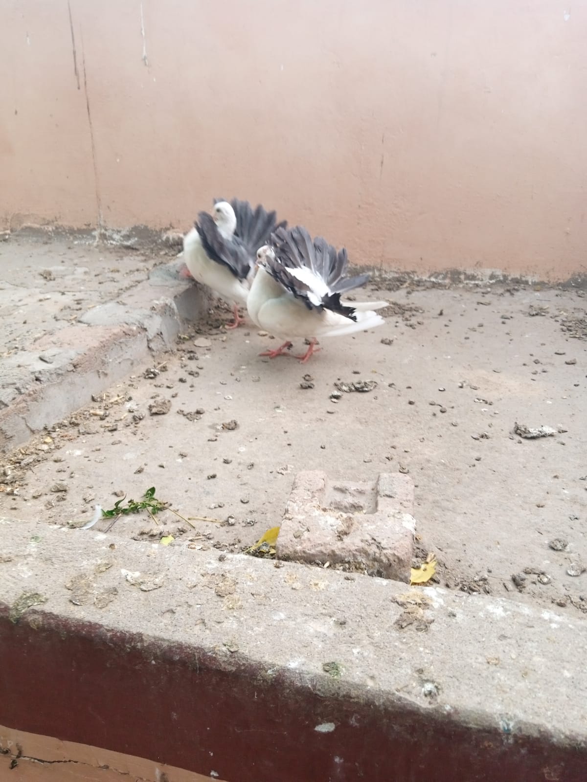 Pigeons for sale - Bird - Buy and Sell Pets in Gujar Khan