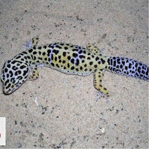 Leopard gecko - Lizards & Iguana - Buy and Sell Pets in Peshawar