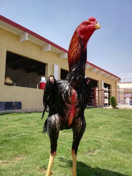 Aseel murga for sale - Bird - Buy and Sell Pets in Rawalpindi