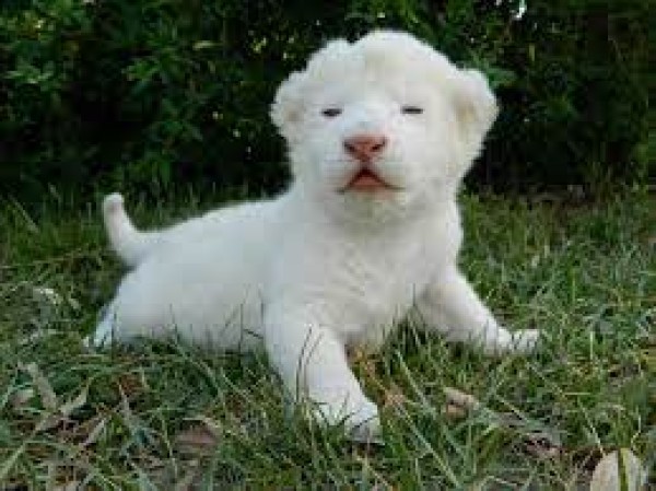 Lion cub - Lion - Buy and Sell Pets in Islamabad