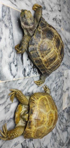 Turtles - Turtles & Tortoise - Buy and Sell Pets in Karachi