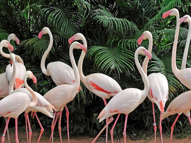 flamingo for sale - Bird - Buy and Sell Pets in Lahore