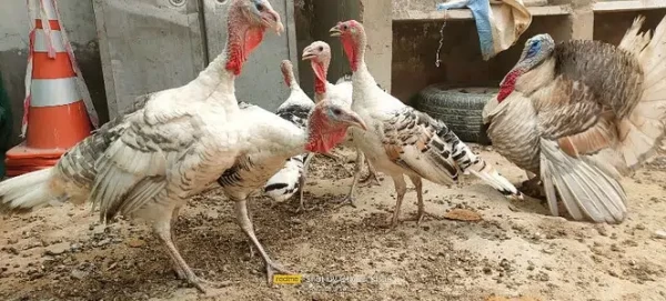 Turkey for sale - Bird - Buy and Sell Pets in Karachi