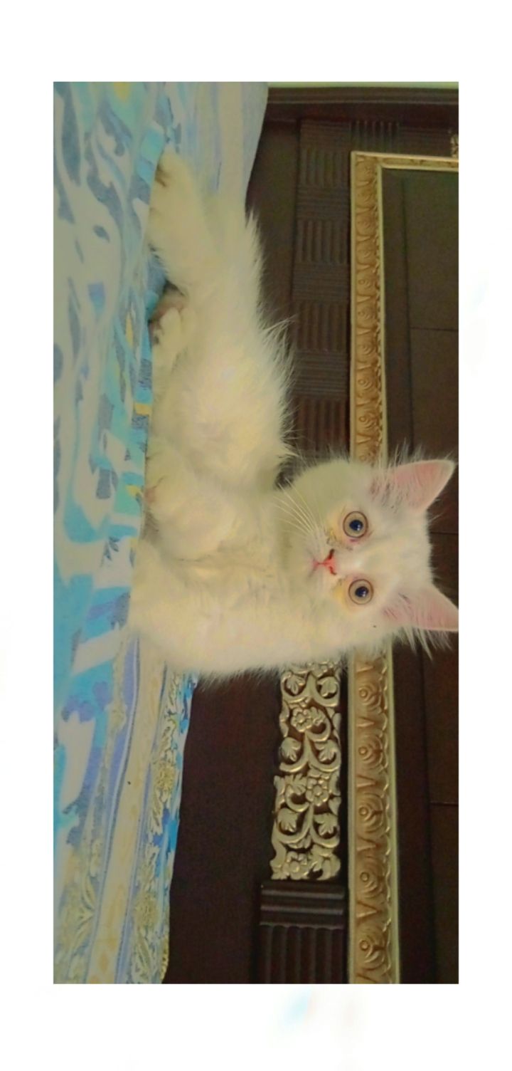Persian cat - Cat - Buy and Sell Pets in Lahore