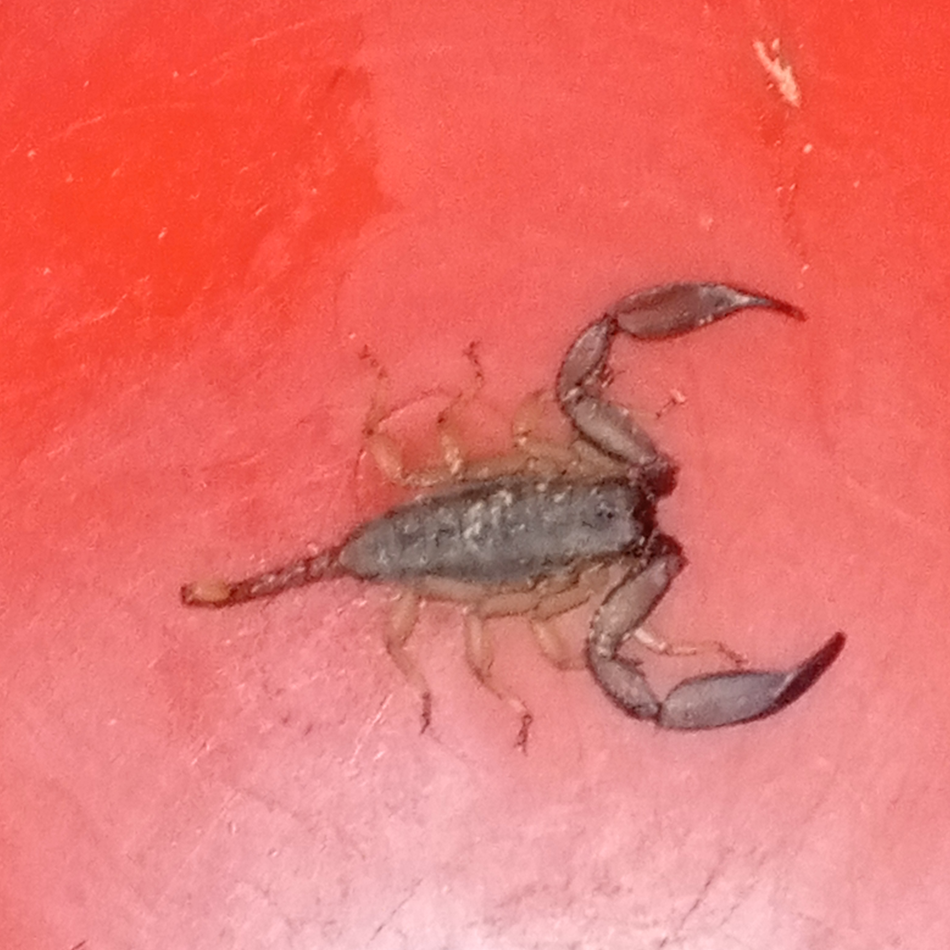 Scorpian - Frogs & Amphibians - Buy and Sell Pets in Rawala Kot