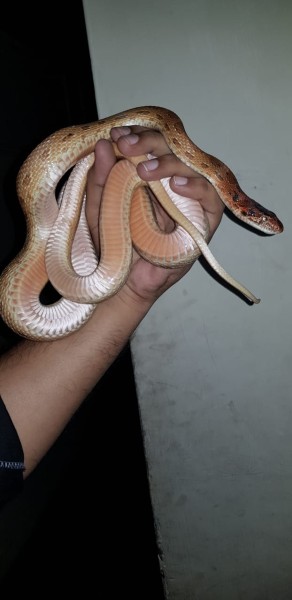 Snake - Snakes - Buy and Sell Pets in Lahore