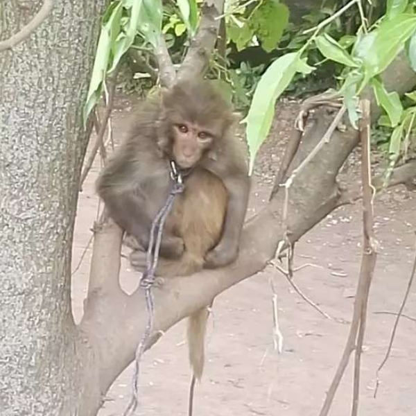 Monkey - Monkey - Buy and Sell Pets in Kohlu