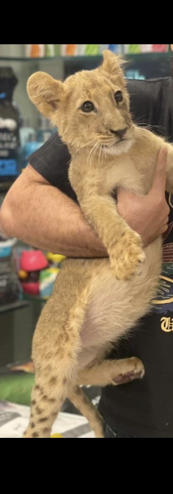 Lion cub - Lion - Buy and Sell Pets in Gujranwala