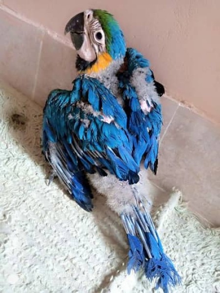 Macaw parrot for sale - Bird - Buy and Sell Pets in Karachi