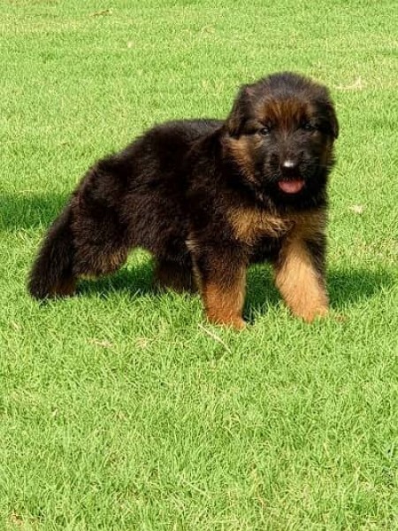 German shepherd puppy - Dog - Buy and Sell Pets in Islamabad