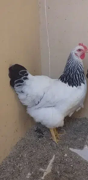 Sussex chicken - Bird - Buy and Sell Pets in Karachi