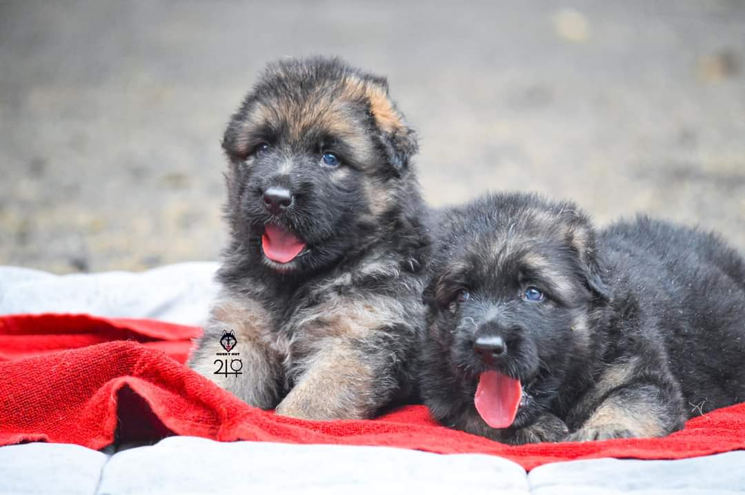 German Shepherd for sale - Dog - Buy and Sell Pets in Lahore