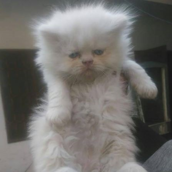 Nero - Cat - Buy and Sell Pets in Lahore