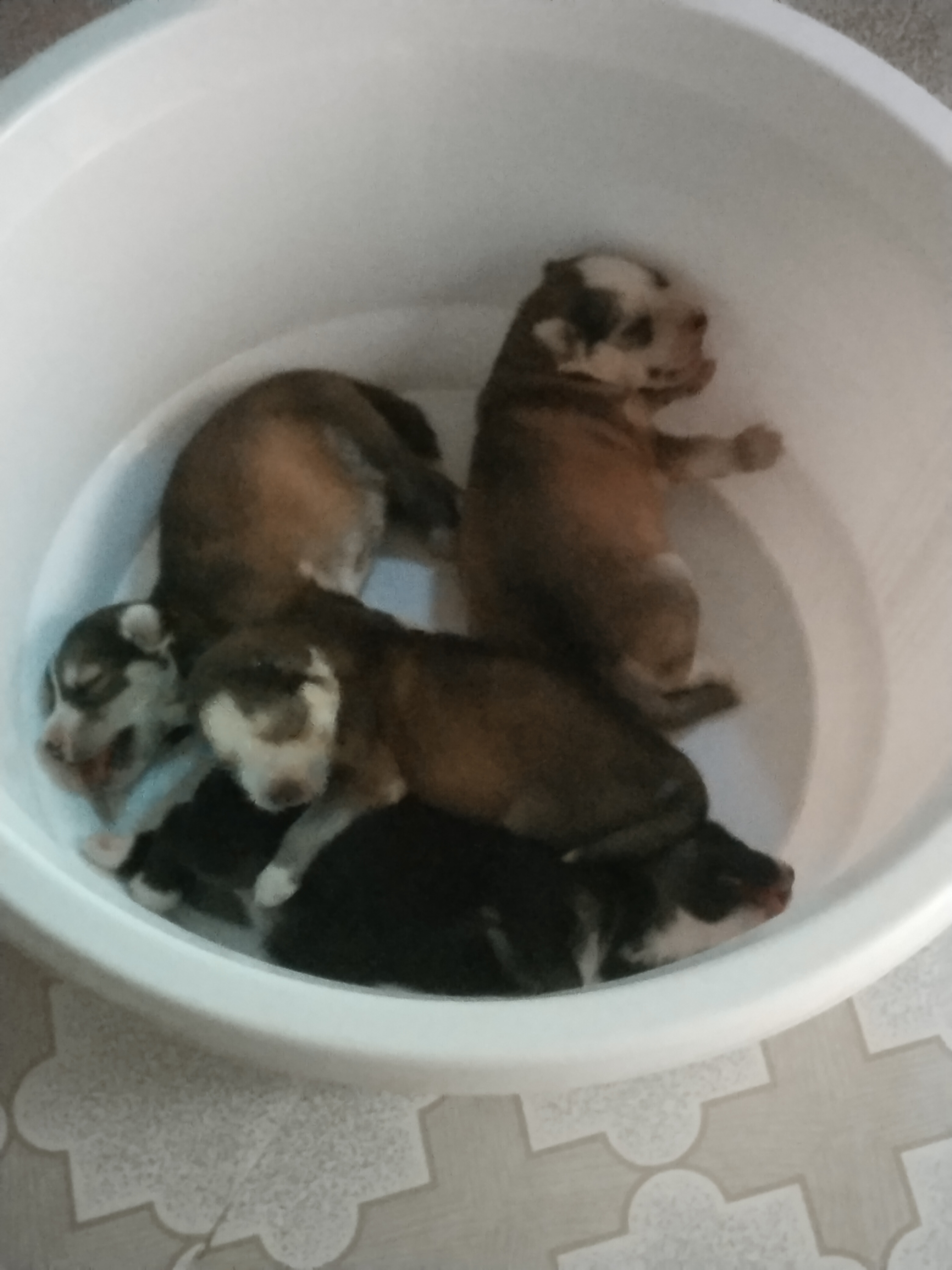Huskies - Dog - Buy and Sell Pets in Lahore