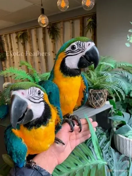 Macaw - Bird - Buy and Sell Pets in Attock City