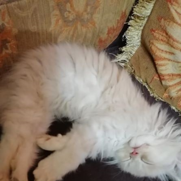 Nena - Cat - Buy and Sell Pets in Lahore
