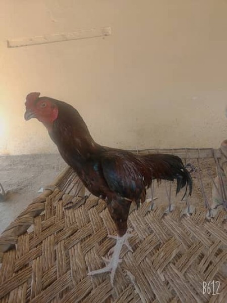 Aseel Murgha for sale - Bird - Buy and Sell Pets in Sargodha