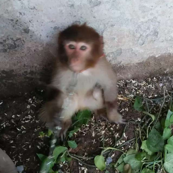 Monkey - Monkey - Buy and Sell Pets in Peshawar