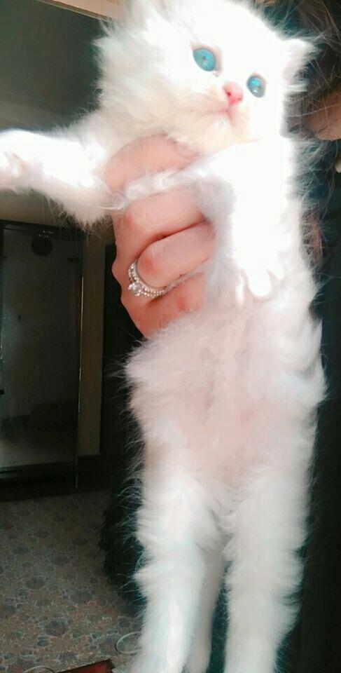 Persian cat - Cat - Buy and Sell Pets in Lahore