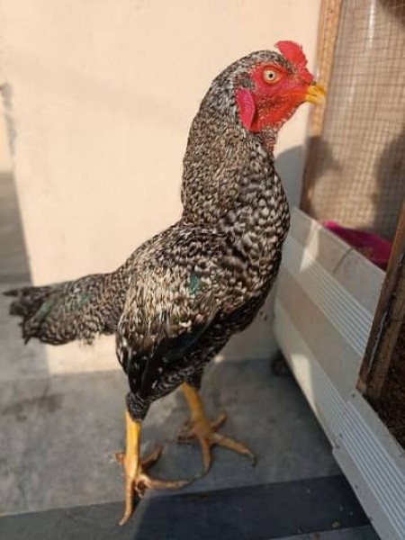 Coco Aseel Murga - Bird - Buy and Sell Pets in Lahore