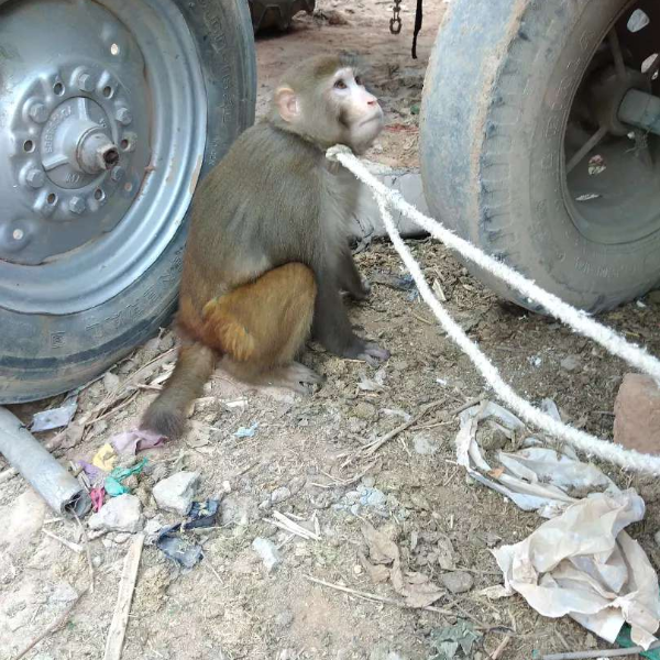 Monkey - Monkey - Buy and Sell Pets in Rawalpindi