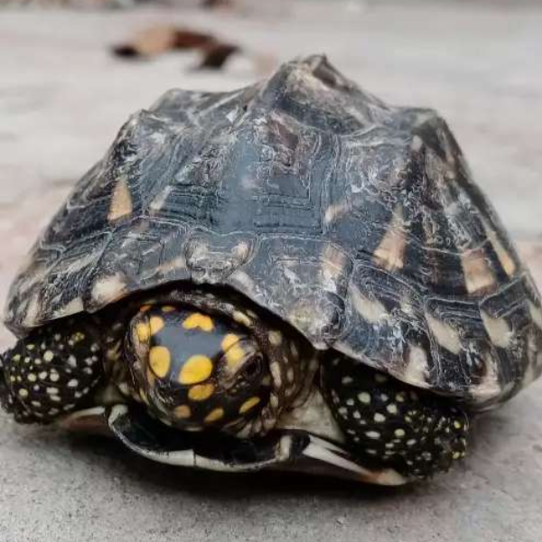 Dragon turtle - Turtles & Tortoise - Buy and Sell Pets in Multan