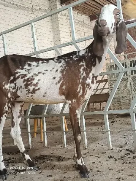 Goat for sale - Goat & Lamb - Buy and Sell Pets in Lahore