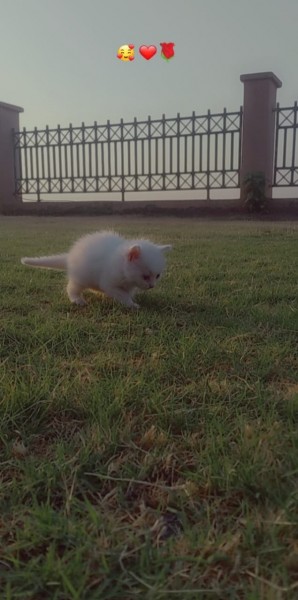 Persian - Cat - Buy and Sell Pets in Rawalpindi