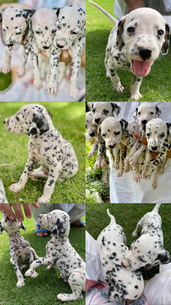 Dalmation puppy for sale - Dog - Buy and Sell Pets in Haripur