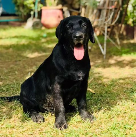 mojo jojo - Dog - Buy and Sell Pets in Multan
