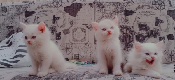 Cats for sale - Cat - Buy and Sell Pets in Lahore
