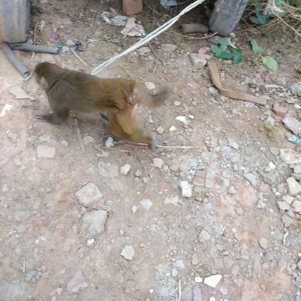 Monkey - Monkey - Buy and Sell Pets in Rawalpindi