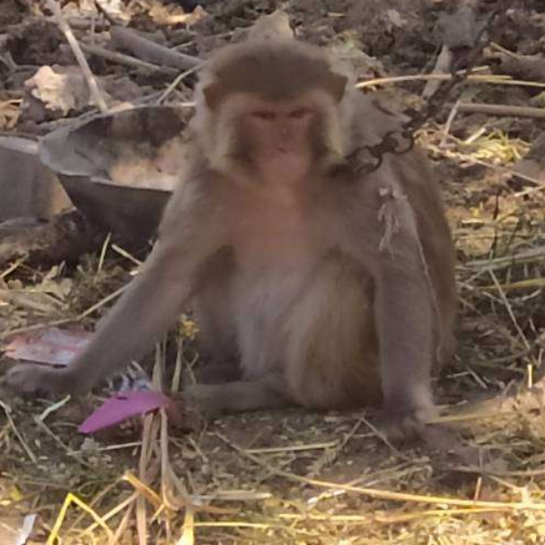 Monkey - Monkey - Buy and Sell Pets in Sargodha