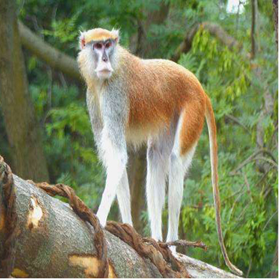 patas monkey - Monkey - Buy and Sell Pets in Karachi