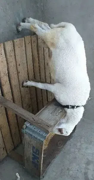 lamb for sale - Goat & Lamb - Buy and Sell Pets in Lahore