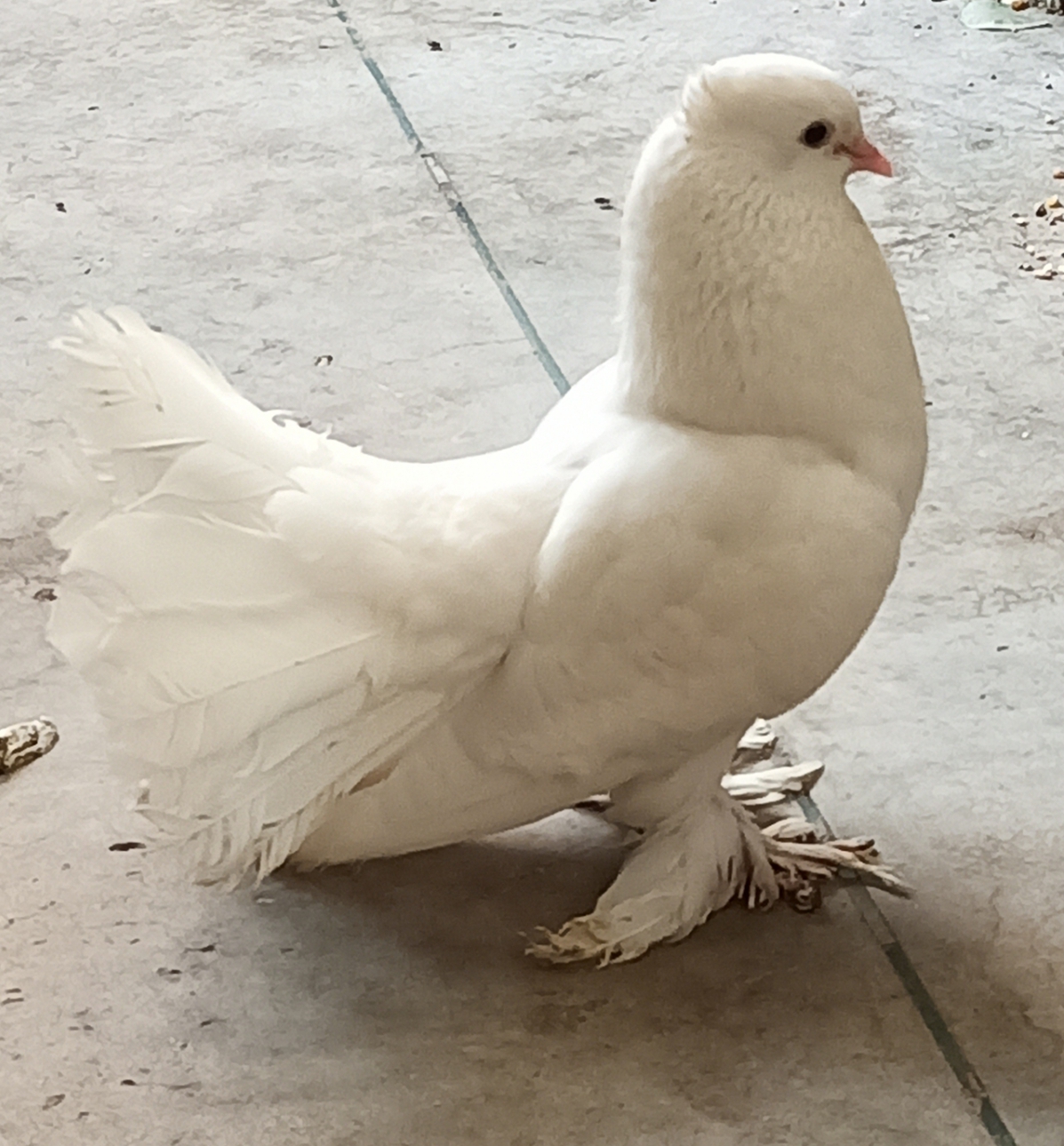 fantail pigeons for sale - Bird - Buy and Sell Pets in Islamabad