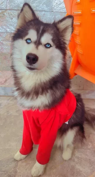 Husky - Dog - Buy and Sell Pets in Lahore