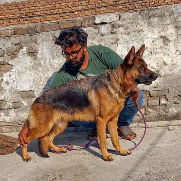 German shephard - Dog - Buy and Sell Pets in Islamabad